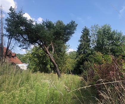 Praktisches Baugrundstück mit Potential in Pfaffenhofen an der Ilm