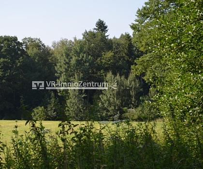 kleine Waldfläche im Naturschutzgebiet