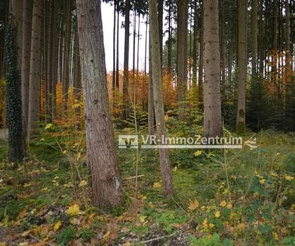 großzügiges Waldgrundstück im „Westerholz“