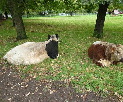 KAPITALANLAGE! Doppelhaushälfte mit 2 Wohneinheiten in bevorzugter Lage und Baumöglichkeit. RENDITE