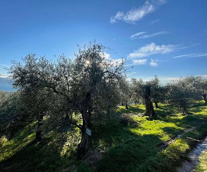 Gardasee: Olivenhain mit ca. 250 Olivenbäumen und Seeblick in Toscolano-Maderno
