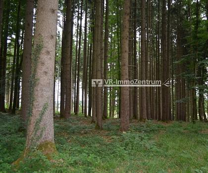 Durchforstete Waldfläche